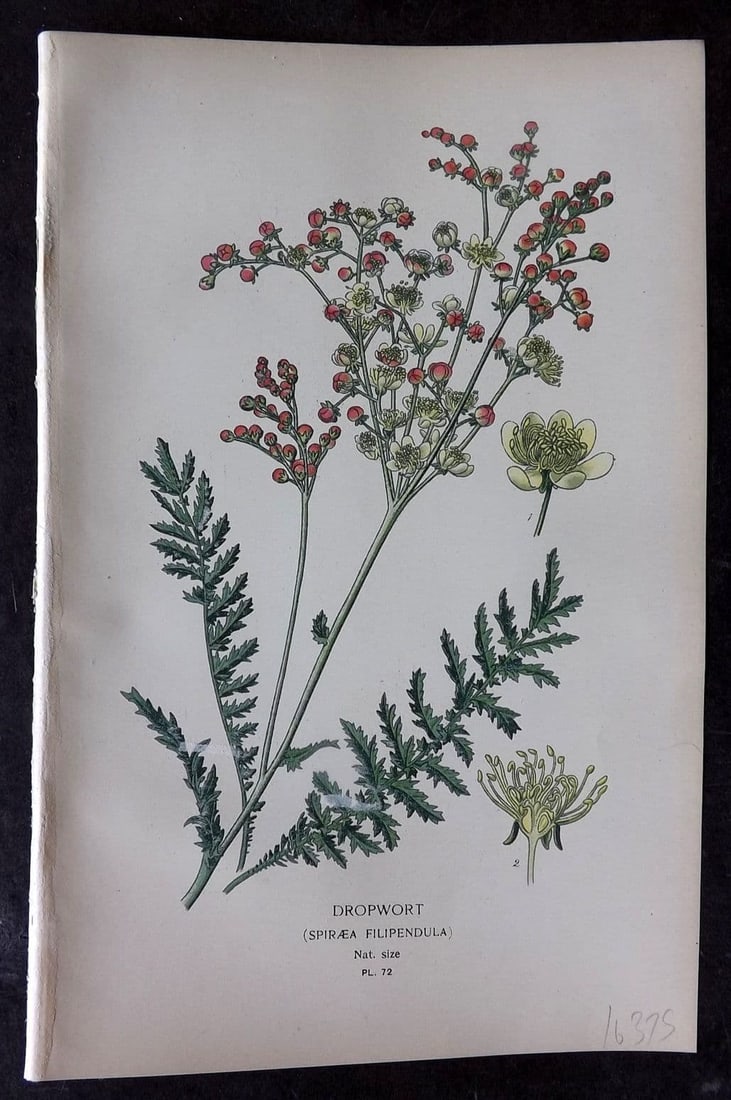 Step, Edward 1897 Antique Botanical Print. Dropwort 72: Antique Chromolithograph Published 1896-97 by Frederick Warne & Co., London for "Favourite Flowers of Garden and Greenhouse" by Edward Step and William Waton. Paper Size: 9 x 6 inch (23 x 15cm) Good C