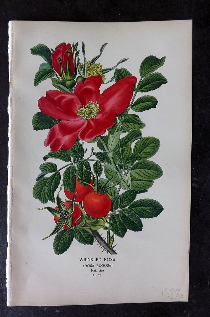 Step, Edward 1897 Antique Botanical Print. Wrinkled Rose 73: Antique Chromolithograph Published 1896-97 by Frederick Warne & Co., London for "Favourite Flowers of Garden and Greenhouse" by Edward Step and William Waton. Paper Size: 9 x 6 inch (23 x 15cm) Good C