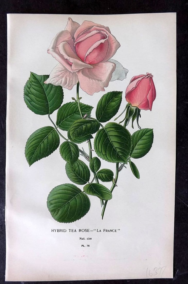 Step, Edward 1897 Antique Botanical Print. Hybrid Tea Rose "La France" 76: Antique Chromolithograph Published 1896-97 by Frederick Warne & Co., London for "Favourite Flowers of Garden and Greenhouse" by Edward Step and William Waton. Paper Size: 9 x 6 inch (23 x 15cm) Good C