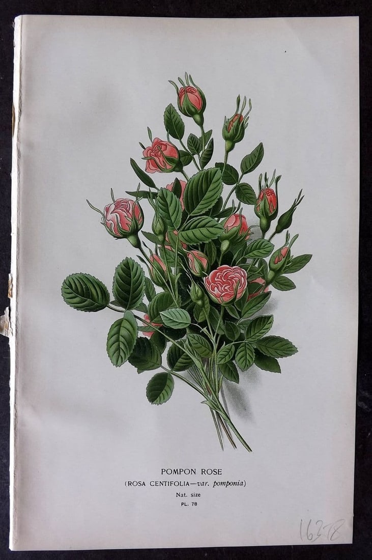 Step, Edward 1897 Antique Botanical Print. Pompon Rose 78: Antique Chromolithograph Published 1896-97 by Frederick Warne & Co., London for "Favourite Flowers of Garden and Greenhouse" by Edward Step and William Waton. Paper Size: 9 x 6 inch (23 x 15cm) Good C