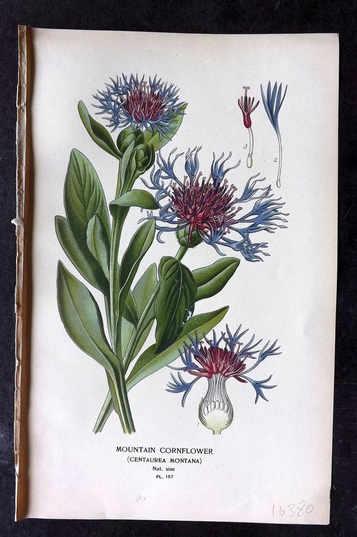 Step, Edward 1897 Antique Botanical Print. Mountain Cornflower 157: Antique Chromolithograph Published 1896-97 by Frederick Warne & Co., London for "Favourite Flowers of Garden and Greenhouse" by Edward Step and William Waton. Paper Size: 9 x 6 inch (23 x 15cm) Good C