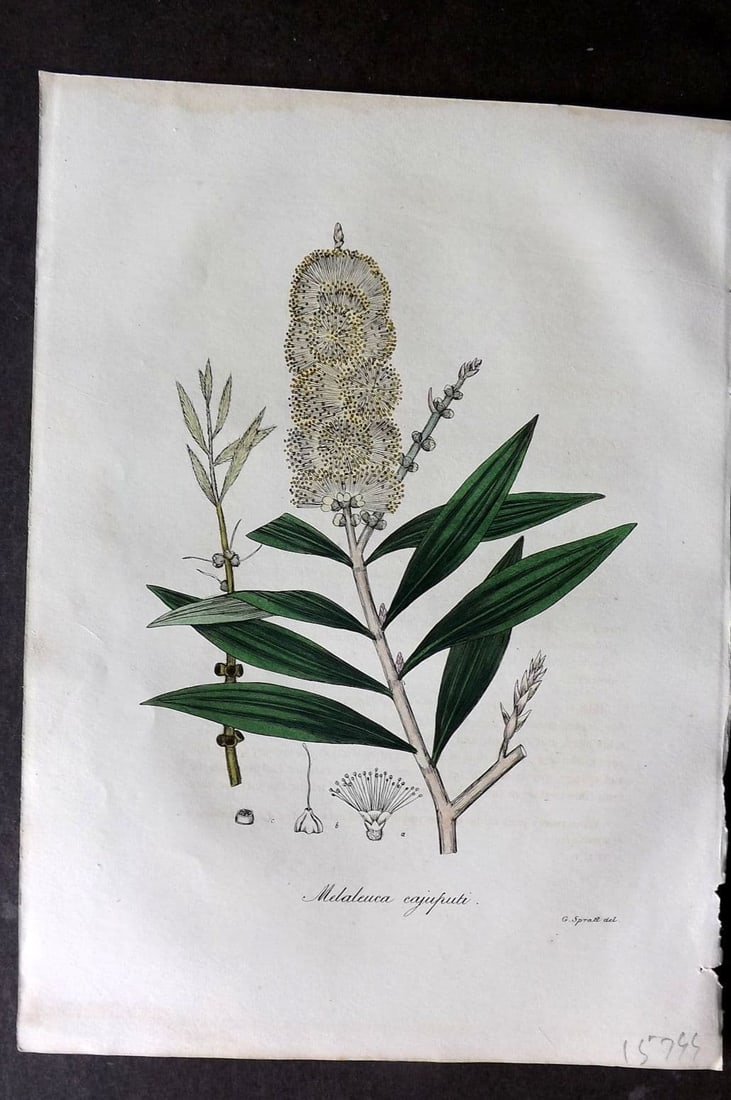 Woodville 1832 Hand Col Botanical Print. Melaleuca Cajuputi: Antique Etching Published 1832, London for "Medical Botany" Third Edition by William Woodville. Fine hand colour as issued. Paper Size: 10 x 7.5 inch (25 x 19cm) Very minor margin water stain. Good Co