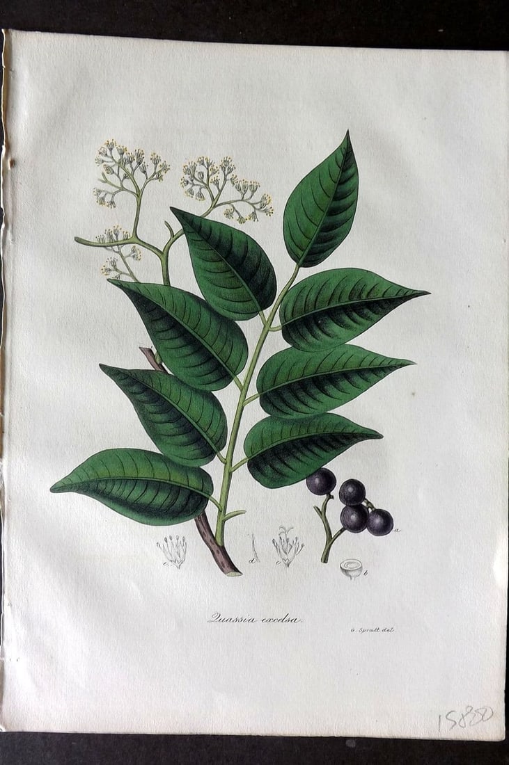 Woodville 1832 Hand Col Botanical Print. Quassia Excelsa: Antique Etching Published 1832, London for "Medical Botany" Third Edition by William Woodville. Fine hand colour as issued. Paper Size: 10 x 7.5 inch (25 x 19cm) Good Condition