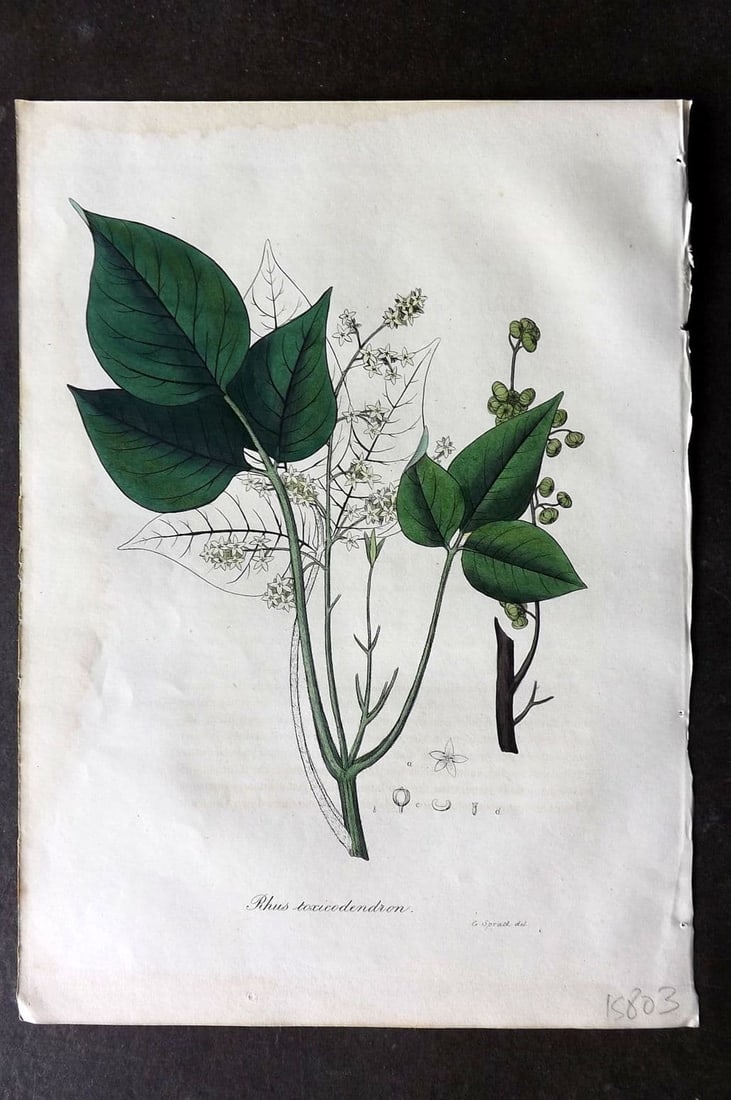 Woodville 1832 Hand Col Botanical Print. Rhus toxicodendron (1 of 1)