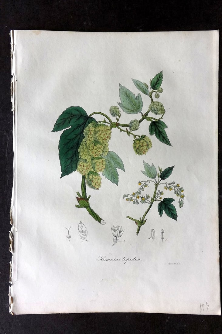 Woodville, William 1832 Hand Col Botanical Print. Humulus Lupulus: Hand Colored Etching Published 1832, London for "Medical Botany" Third Edition by William Woodville. Paper Size: 10 x 7.5 inch (25 x 19cm) Good Condition