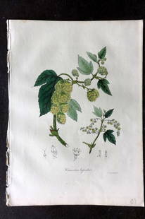 Woodville, William 1832 Hand Col Botanical Print. Humulus Lupulus: Hand Colored Etching Published 1832, London for "Medical Botany" Third Edition by William Woodville. Paper Size: 10 x 7.5 inch (25 x 19cm) Good Condition