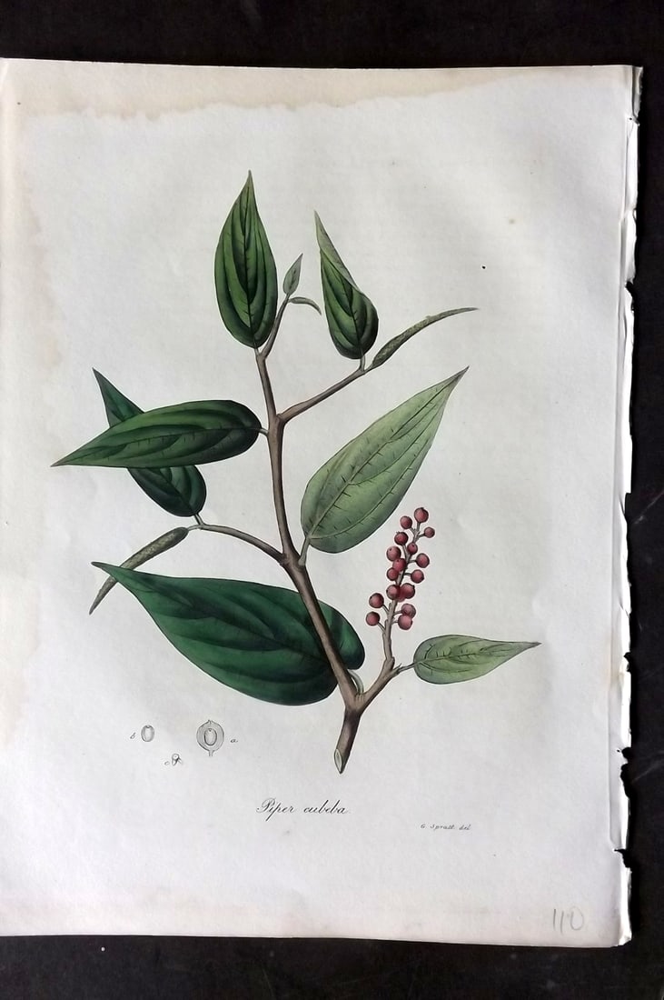 Woodville, William 1832 Hand Col Botanical Print. Piper Cubeba: Hand Colored Etching Published 1832, London for "Medical Botany" Third Edition by William Woodville. Paper Size: 10 x 7.5 inch (25 x 19cm) Minor margin water stain, otherwise Good Condition