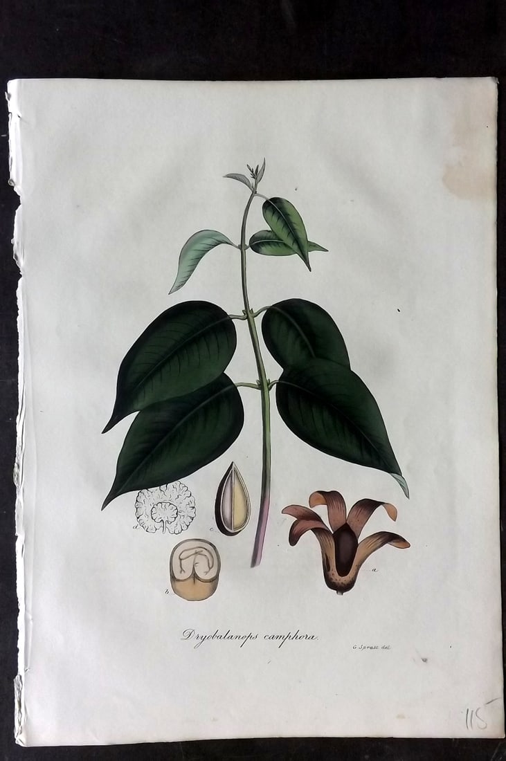 Woodville, William 1832 Hand Col Botanical Print. Dryobalanops Camphora: Hand Colored Etching Published 1832, London for "Medical Botany" Third Edition by William Woodville. Paper Size: 10 x 7.5 inch (25 x 19cm) Minor toning in right margin. Good Condition