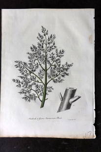 Woodville, William 1832 Hand Col Botanical Print. Fashook or Gum Ammoniac Plant: Hand Colored Etching Published 1832, London for "Medical Botany" Third Edition by William Woodville. Paper Size: 10 x 7.5 inch (25 x 19cm) Good Condition