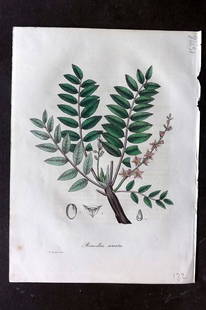 Woodville, William 1832 Hand Col Botanical Print. Boswellia Servata: Hand Colored Etching Published 1832, London for "Medical Botany" Third Edition by William Woodville. Paper Size: 10 x 7.5 inch (25 x 19cm) Good Condition