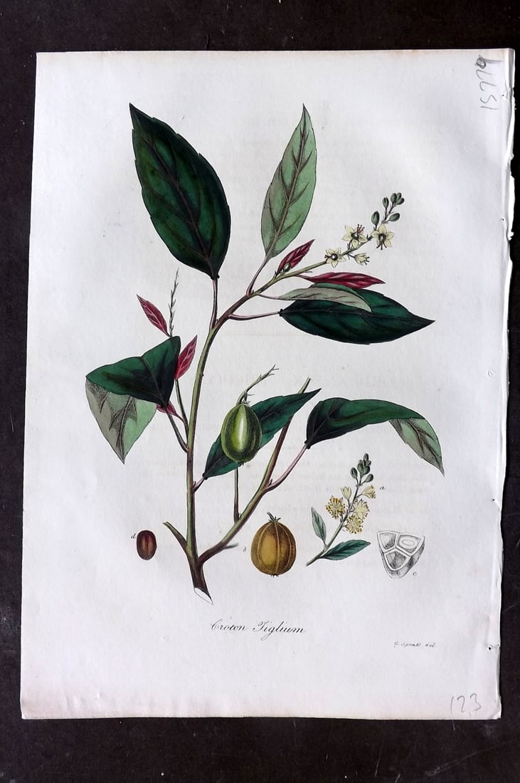 Woodville, William 1832 Hand Col Botanical Print. Croton Tiglium: Hand Colored Etching Published 1832, London for "Medical Botany" Third Edition by William Woodville. Paper Size: 10 x 7.5 inch (25 x 19cm) Good Condition