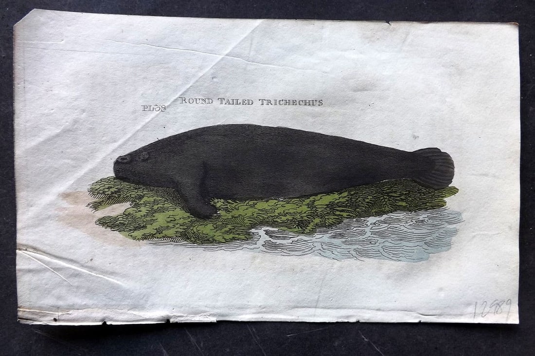 Brightly (Pub) 1811 Hand Col Print. Round Tailed Trichechus 38: Antique Copper Plate Published 1811 by Brightly & Co, Bungay for "The Natural History of Quadrupeds and Cetaceous Animals" Various Authors - Many images taken from George Shaw's "General Zoology" Fine