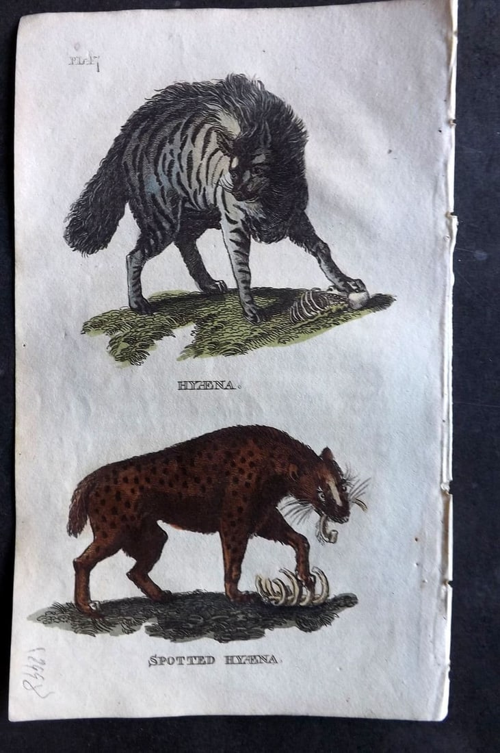Brightly (Pub) 1811 Hand Col Print. Hyena, Spotted Hyena 47 (1 of 1)