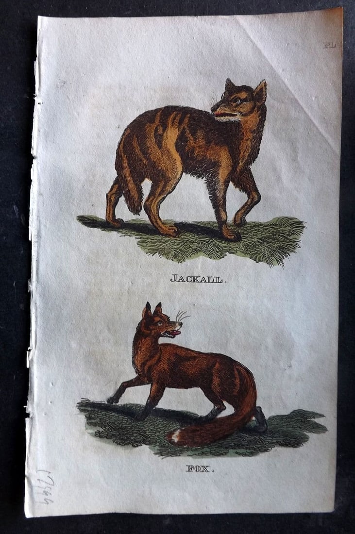 Brightly (Pub) 1811 Hand Col Print. Jackal, Fox 48: Antique Copper Plate Published 1811 by Brightly & Co, Bungay for "The Natural History of Quadrupeds and Cetaceous Animals" Various Authors - Many images taken from George Shaw's "General Zoology" Fine