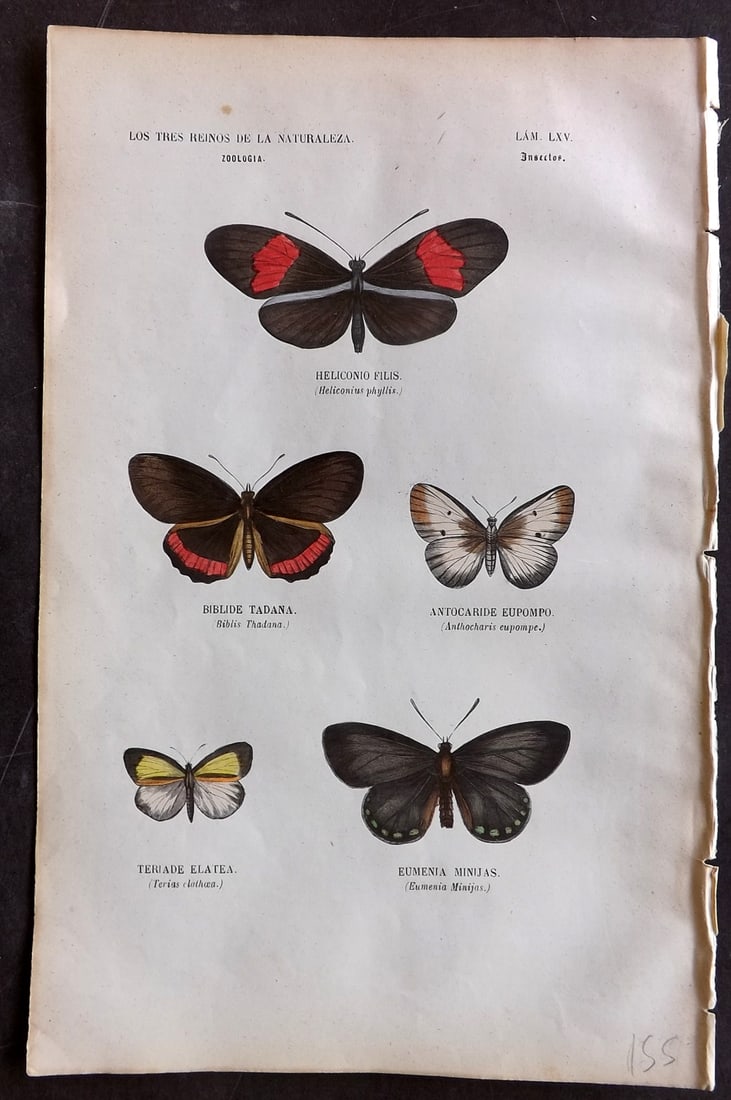 Buffon, Comte de 1856 Hand Col Print. Heliconius, Terias, Biblis Butterflies 65: Hand Colored Etching/Engraving Published 1856, Madrid for "Museo pintoresco de Historia Natural" by the Comte de Buffon and M. M. J. de Galdo. Paper Size: 10 x 6.5 inch (26 x 17cm) Good Condition
