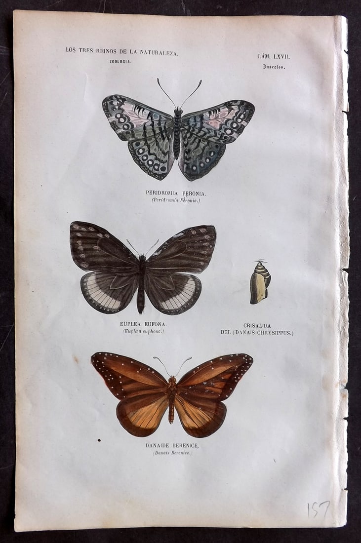 Buffon, Comte de 1856 Hand Col Print. Perredromia, Euplea, Danais Butterflies 67: Hand Colored Etching/Engraving Published 1856, Madrid for "Museo pintoresco de Historia Natural" by the Comte de Buffon and M. M. J. de Galdo. Paper Size: 10 x 6.5 inch (26 x 17cm) Good Condition