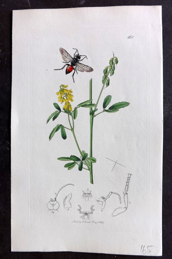 Curtis C1830 Hand Col Insect Botanical Print. Astata Victor 261: Hand Colored Etching Published 1823-39, London for "British Entomology: Being Illustrations and Descriptions of the Genera of Insects found in Great Britain and Ireland" First Edition by John Curtis. 