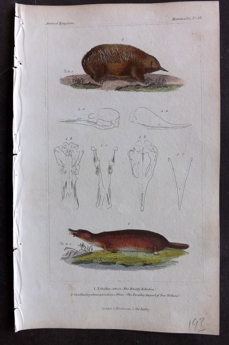 Cuvier, Baron 1837 Hand Col Print. Echidna & Platypus Duckbill 48 Australia: Hand Colored Etching/Engraving Published 1834-37, London for "The Animal Kingdom" by the Baron Georges Cuvier. Paper Size: 8 x 5 inch (21 x 13cm) Good Condition