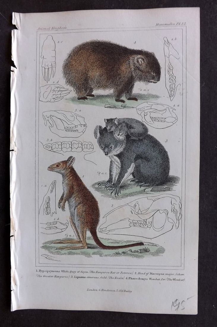 Cuvier, Baron 1837 Hand Col Print. Koala, Kangaroo Rat, Wombat 32 (1 of 1)