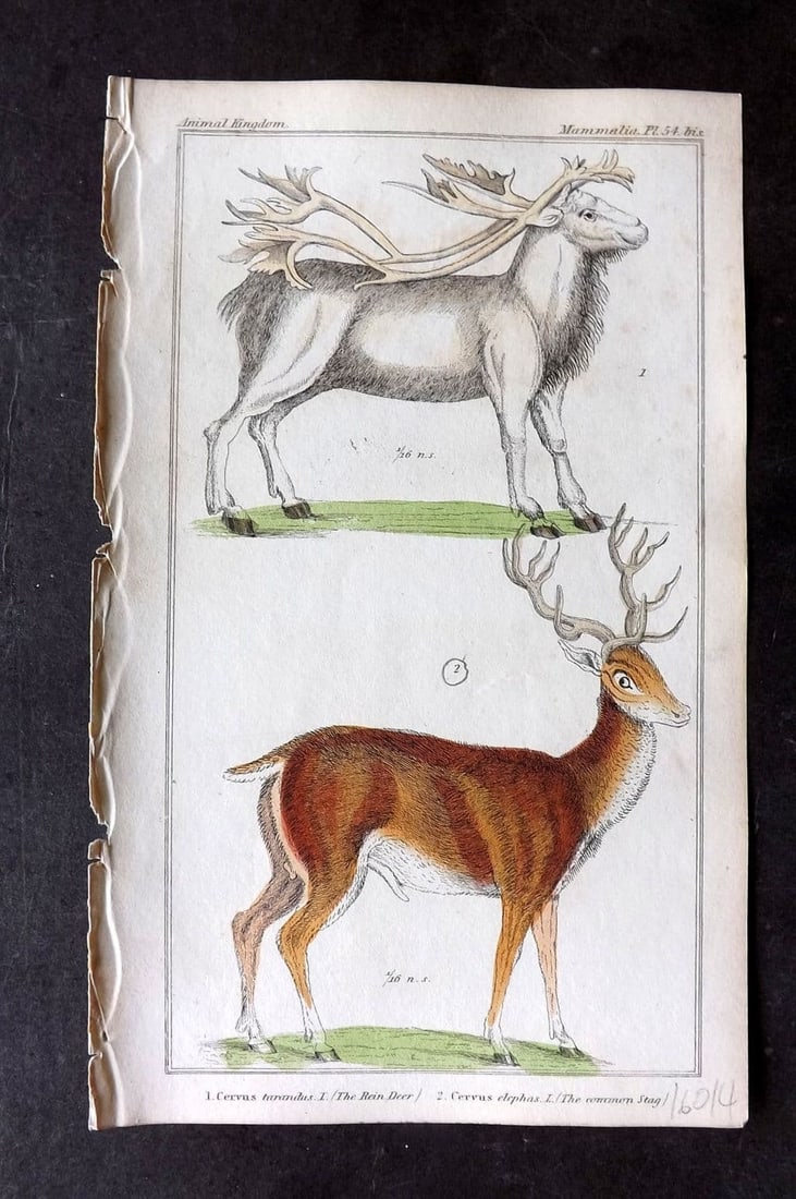 Cuvier, Baron 1837 Hand Col Print. Reindeer, Common Stag 54*: Etchings/Engraving Published 1834-37, London for "The Animal Kingdom" by the Baron Georges Cuvier. Fine hand colour as issued. Paper Size: 8 x 5 inch (21 x 13cm) Very minor toning. Good Condition