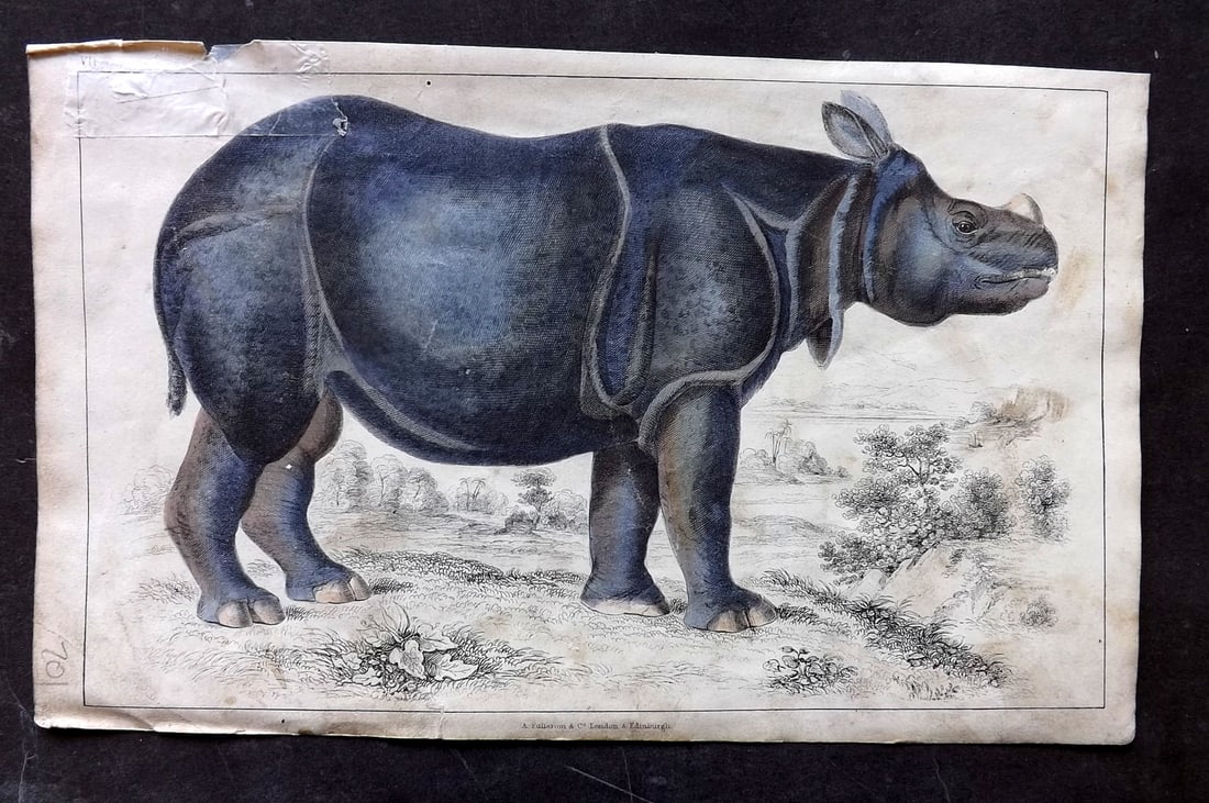 Goldsmith 1847 Hand Col Print. Rhinoceros (1 of 1)