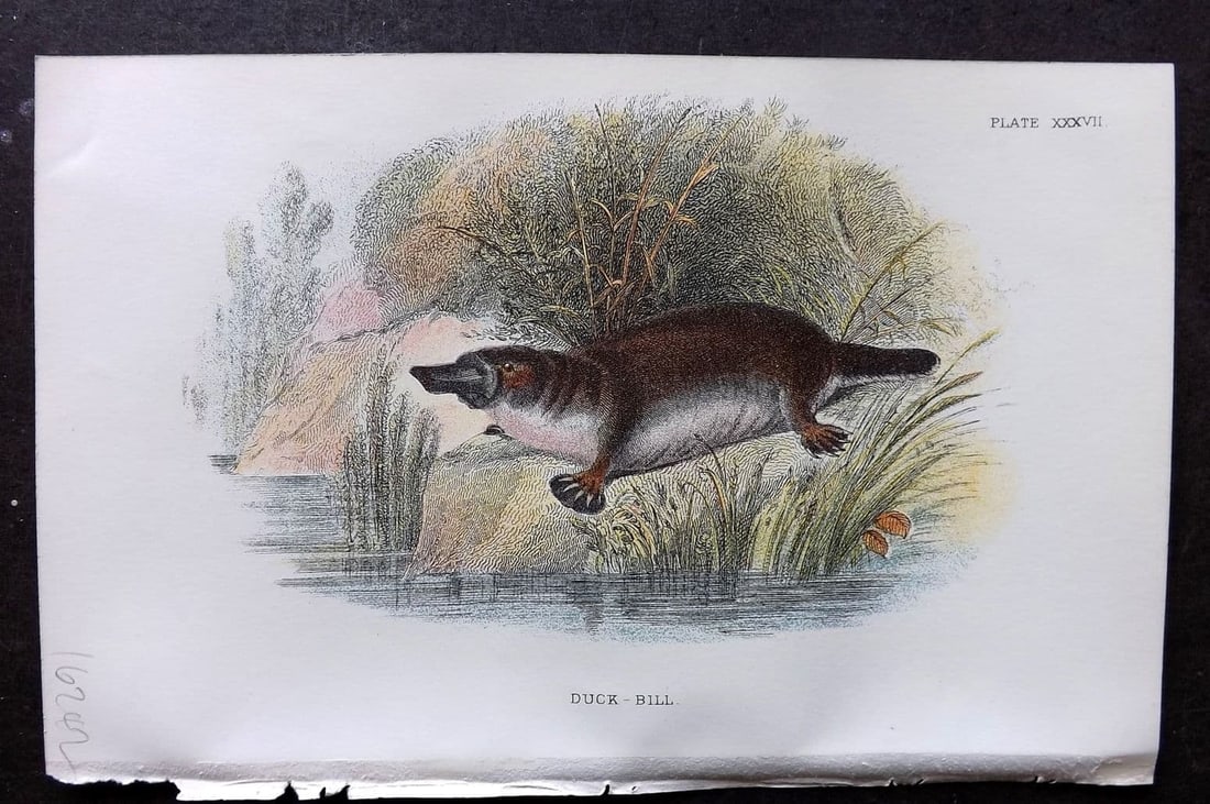 Lloyds 1896 Antique Print. Duck Bill Platypus. Australia (1 of 1)