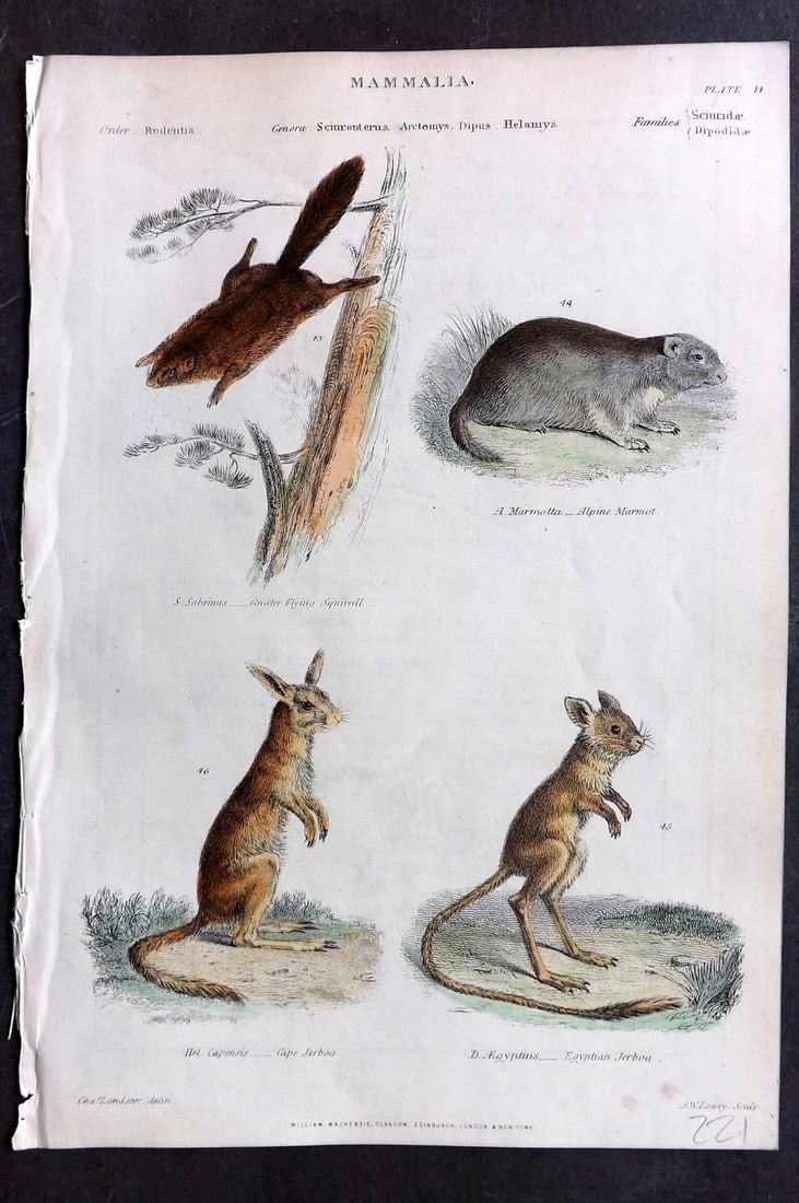 Richardson, John 1862 Hand Col Print. Flying Squirrel, Alpine Marmot, Jerboa 14 (1 of 1)