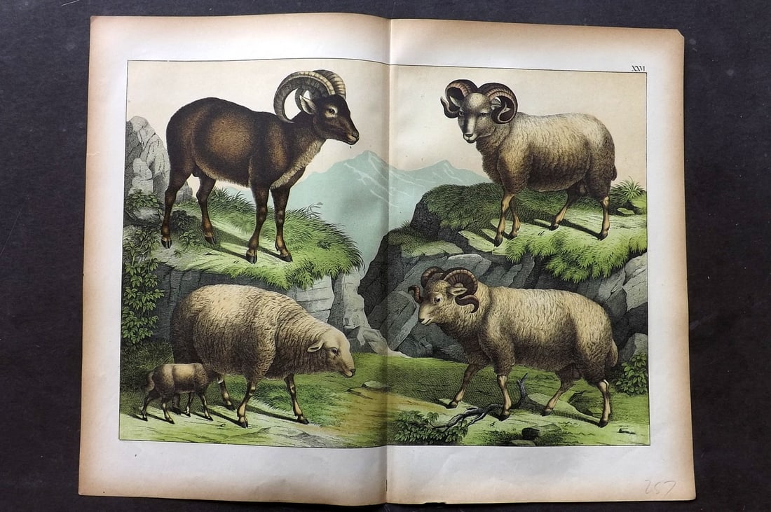 Schubert, Gotthilf C1880 Folio Print. Domestic Sheep 26 (1 of 1)