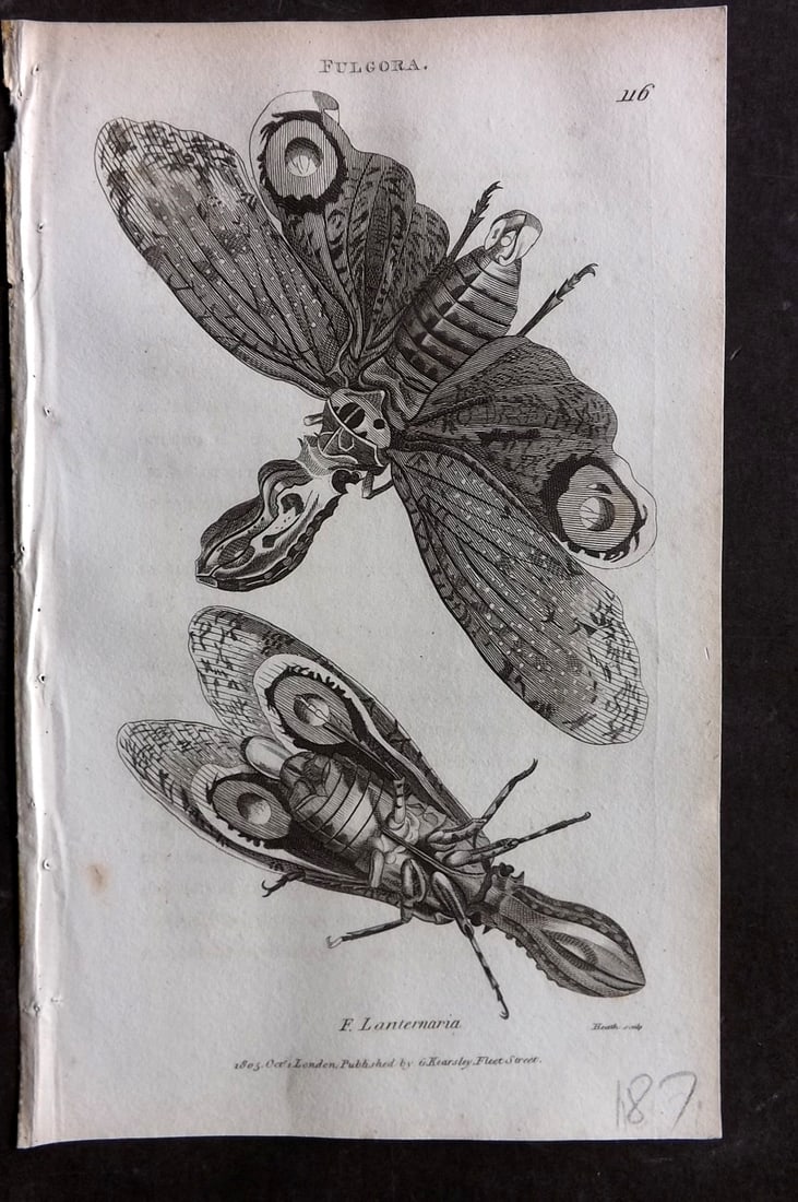 Shaw, George 1809 Antique Print. Fulgora Moth: Copper Plate Published 1809 by G.Kearsley, London for "Zoological Lectures..." by George Shaw. Paper Size: 8 x 5 inch (21 x 13cm) Very minor margin toning. Good Condition
