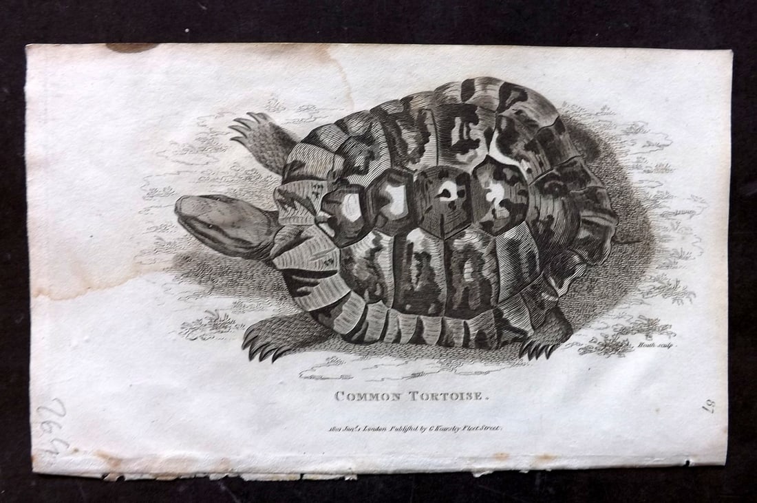 Shaw, George 1809 Antique Print. Common Tortoise: Copper Plate Published 1809 by G.Kearsley, London for "Zoological Lectures..." by George Shaw. Paper Size: 8 x 5 inch (21 x 13cm) Water Stain present