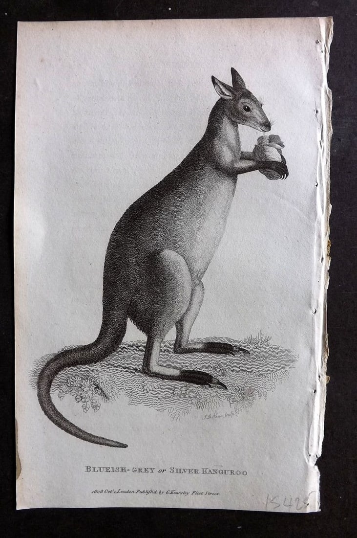 Shaw, George 1809 Antique Print. Blueish Grey or Silver Kangaroo 27 Australia: Copper Plate Published 1809 by G.Kearsley, London for "Zoological Lectures..." by George Shaw. Paper Size: 8.5 x 5 inch (22 x 13cm) Good Condition
