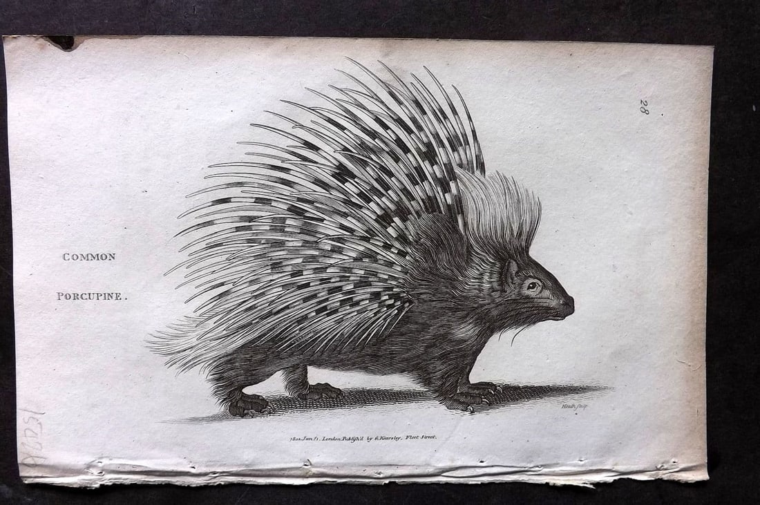 Shaw, George 1809 Antique Print. Common Porcupine 28: Copper Plate Published 1809 by G.Kearsley, London for "Zoological Lectures..." by George Shaw. Paper Size: 8.5 x 5 inch (22 x 13cm) Tiny ink mark at edge of top margin. Good Condition