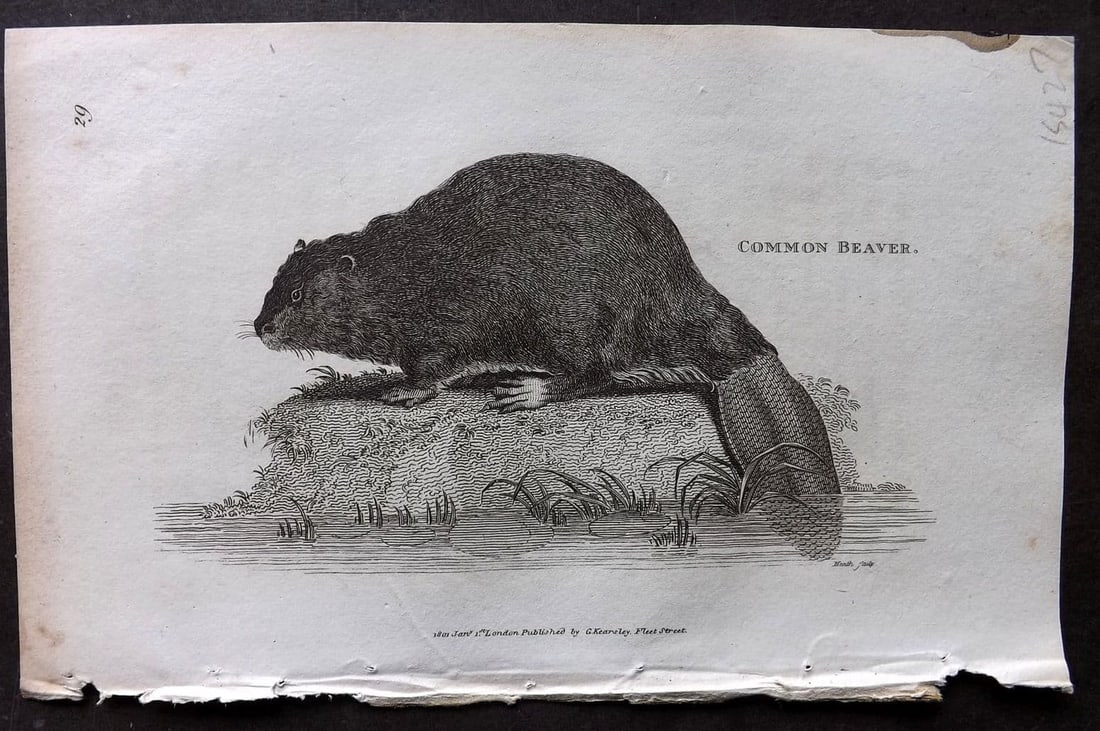 Shaw, George 1809 Antique Print. Common Beaver 29: Copper Plate Published 1809 by G.Kearsley, London for "Zoological Lectures..." by George Shaw. Paper Size: 8.5 x 5 inch (22 x 13cm) Tiny ink mark at edge of top margin. Good Condition