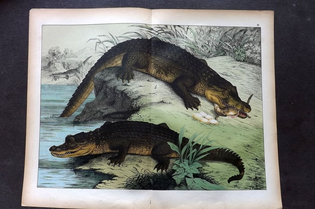 Schubert C1880 Folio Print. Alligator & Crocodile 04 (1 of 1)