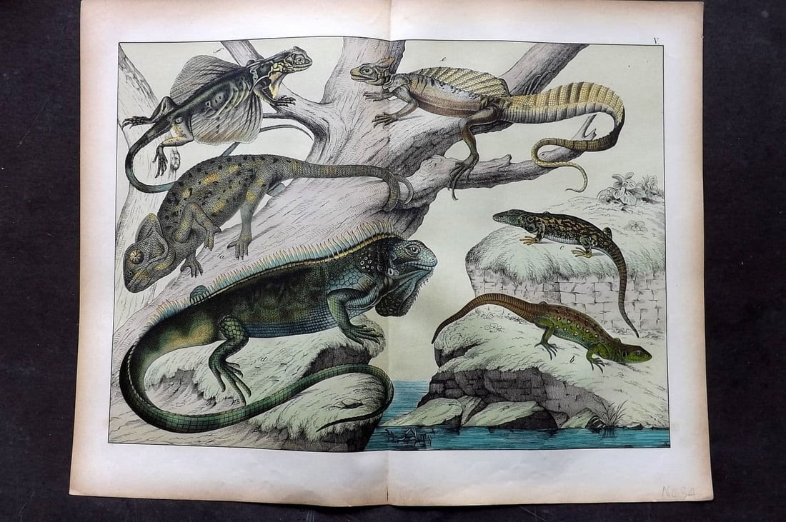 Schubert C1880 Folio Print. Chameleon, Iguana, Dragon Lizards 05: Folio Lithograph Published C1880, Hecklingen & Munich for "Le Regne Animal" by Gotthilf Heinrich von Schubert. Centre fold as published. Paper Size: 16 x 12.5 ich (40 x 32cm) Good Condition