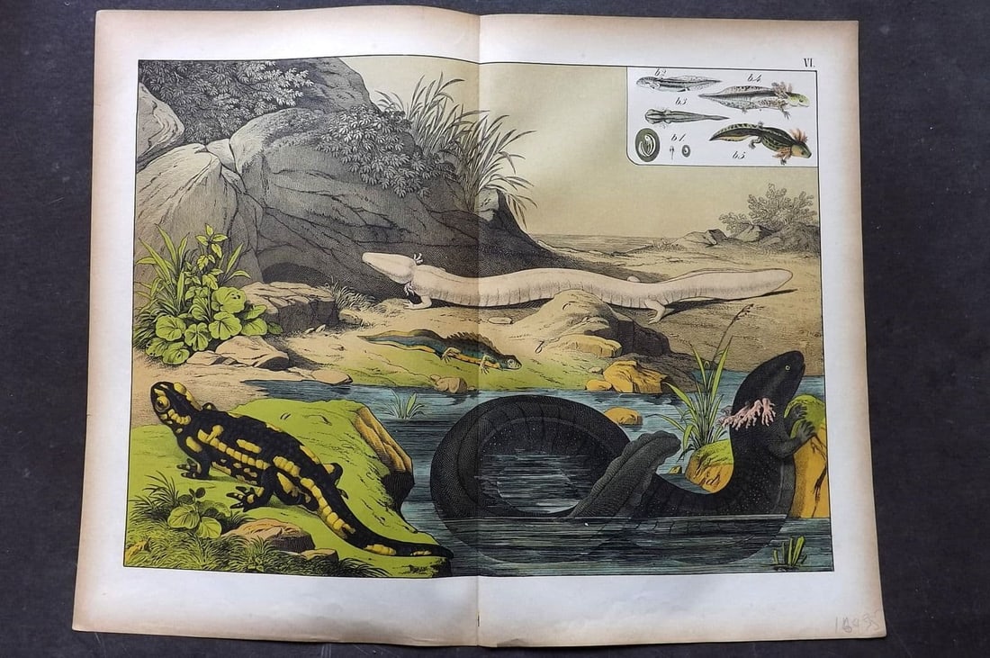 Schubert C1880 Folio Print. Salamandre, Siren 06: Folio Lithograph Published C1880, Hecklingen & Munich for "Le Regne Animal" by Gotthilf Heinrich von Schubert. Centre fold as published. Paper Size: 16 x 12.5 ich (40 x 32cm) Good Condition