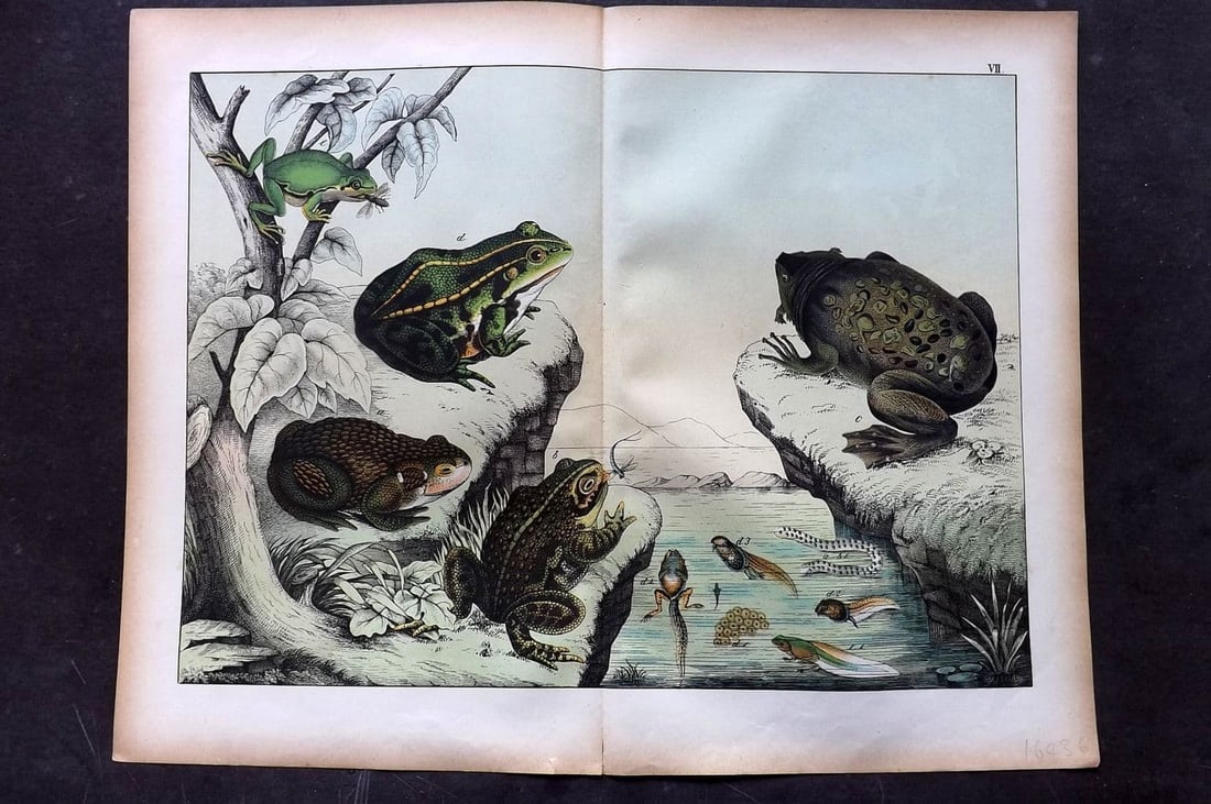 Schubert C1880 Folio Print. Frogs & Toads 07: Folio Lithograph Published C1880, Hecklingen & Munich for "Le Regne Animal" by Gotthilf Heinrich von Schubert. Centre fold as published. Paper Size: 16 x 12.5 ich (40 x 32cm) Good Condition