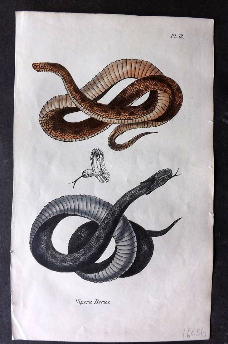 Stephenson, John 1838 Hand Col Print. Common Viper or Adder Snake 12 (1 of 1)
