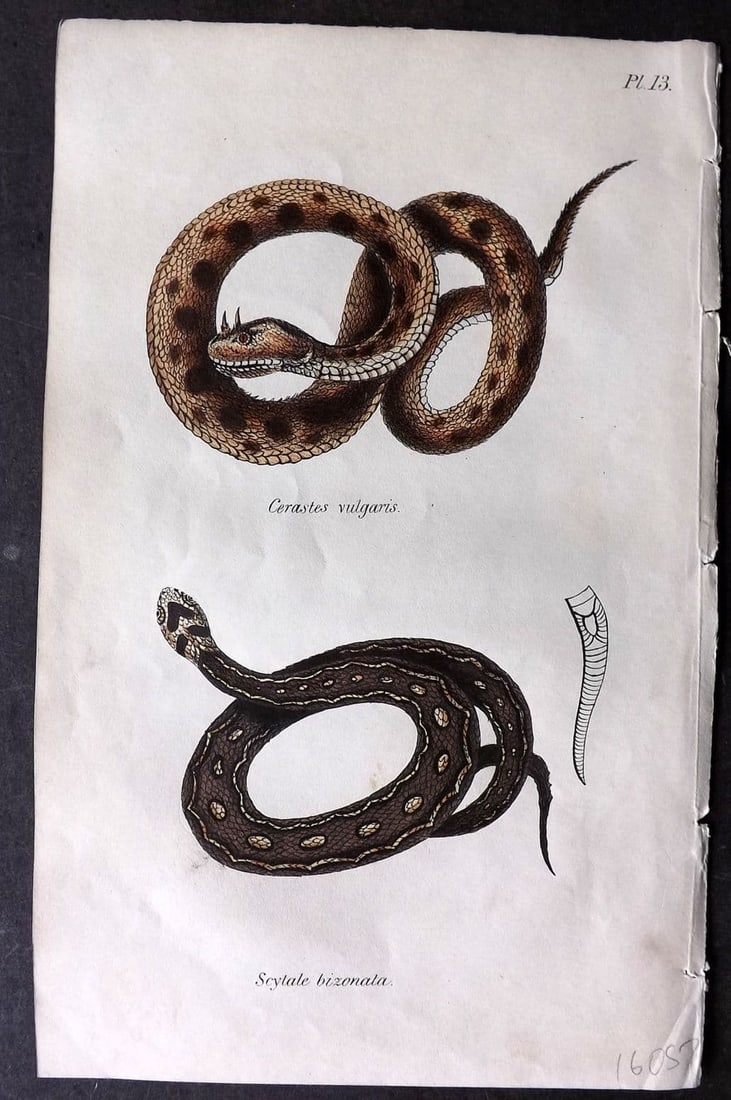 Stephenson, John 1838 Hand Col Print. Horned Viper, Scytale Bizonata Snake 13 (1 of 1)