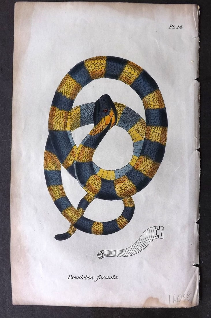 Stephenson, John 1838 Hand Col Print. Fasciated Pseudoboa Snake 14 (1 of 1)