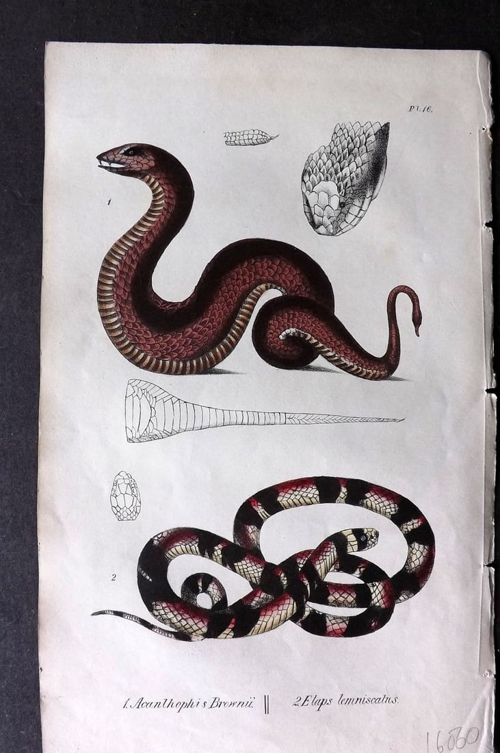 Stephenson, John 1838 HCol Print. Brown's Acanthophis, Riband Liked Elaps Snakes 16 (1 of 1)