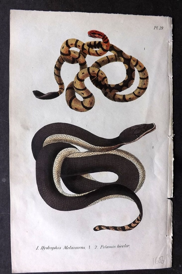 Stephenson, John 1838 Hand Col Print. Water Snake, Black Backed Pelamis 19 (1 of 1)