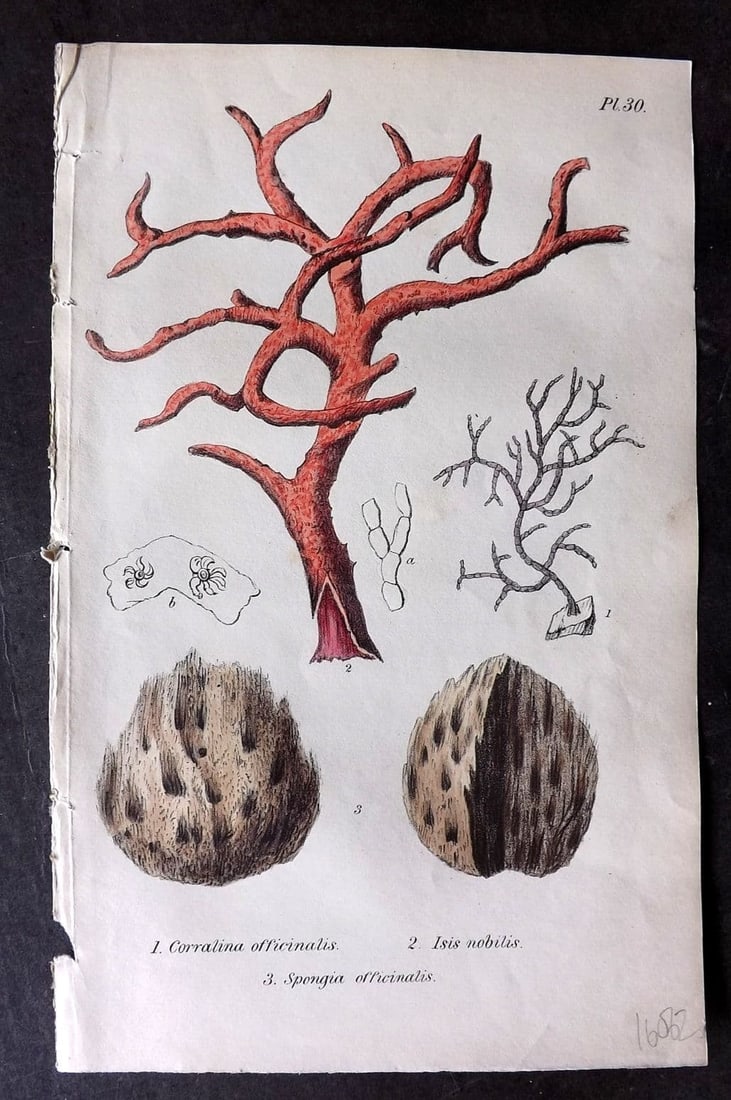 Stephenson, John 1838 Hand Col Print. Officinal Coraline Coral & Sponges 30 (1 of 1)