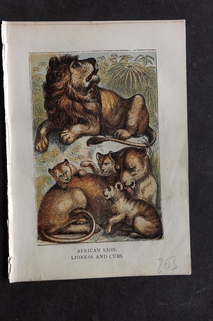 Warne, Frederick (Pub) C1880 Print. African Lion, Lioness & Cubs: Color Printed Woodblock Published C1880 by Frederick Warne, London for "Warne's Picture Natural History" Descriptive text to the reverse side. Paper Size: 6 x 4.25 inch (15 x 11cm) Good Condition