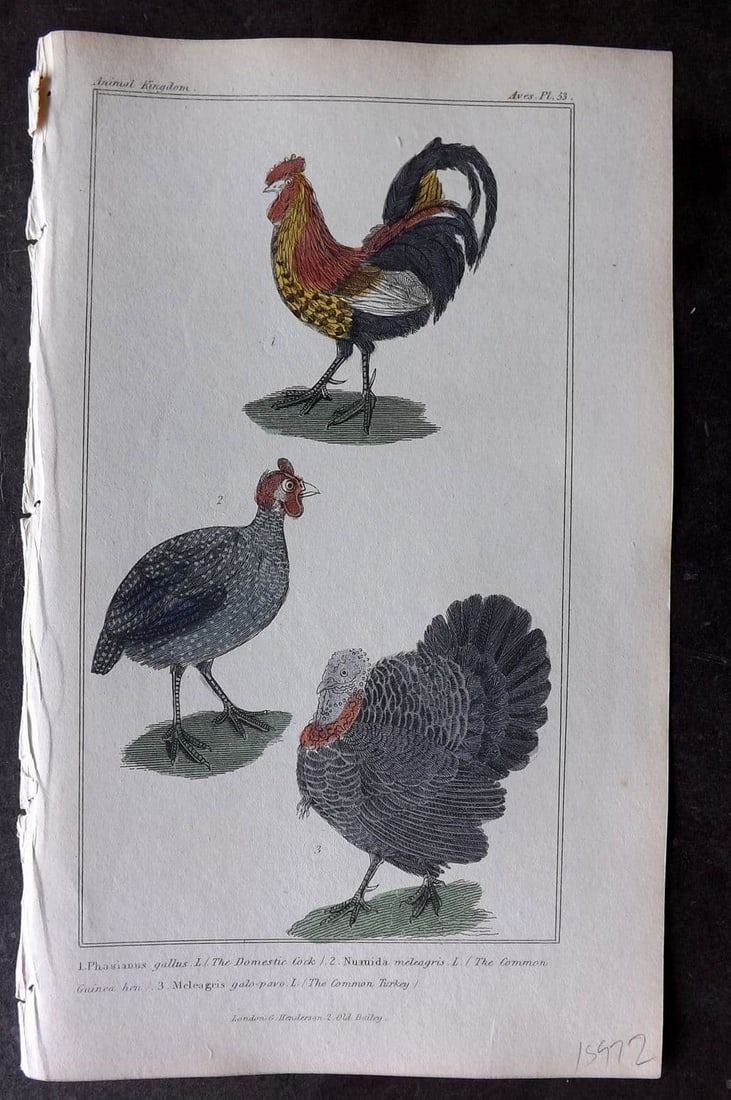 Cuvier, Baron 1837 HC Bird Print. Domestic Cock, Turkey, Guinea Hen 53 (1 of 1)