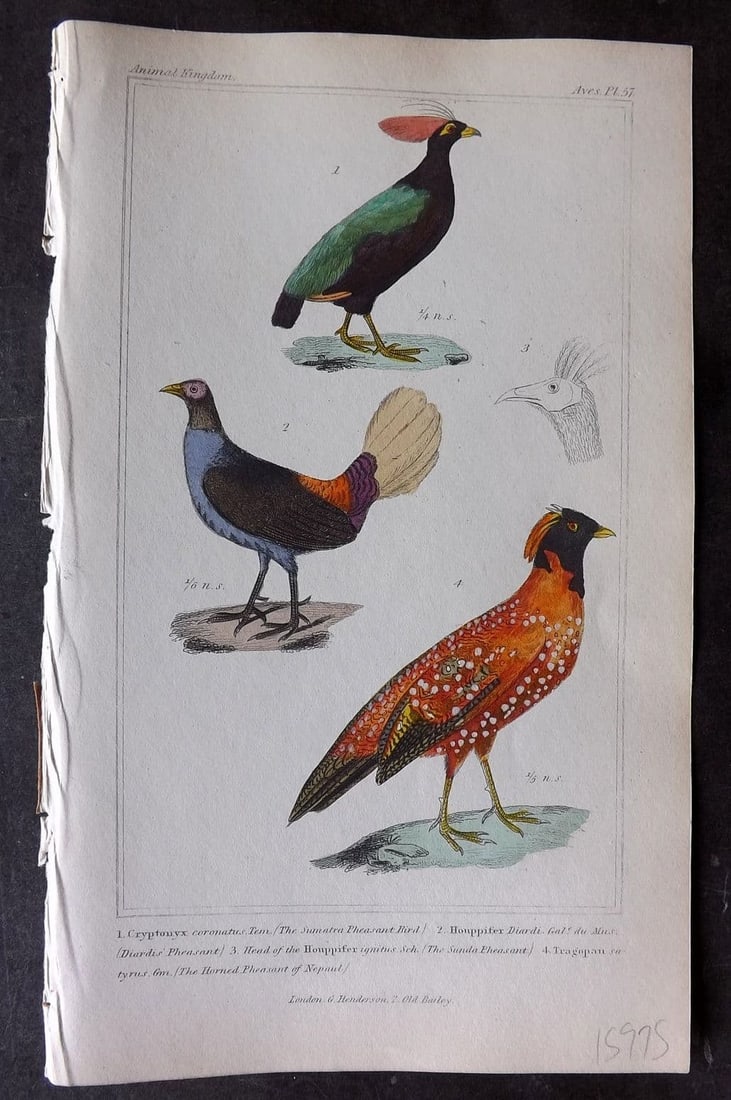 Cuvier, Baron 1837 HC Bird Sumatra Pheasant Bird, Diardi's, Sunda & Horned Pheasant 57: Etchings/Engraving Published 1834-37, London for "The Animal Kingdom" by the Baron Georges Cuvier. Fine hand colour as issued. Paper Size: 8 x 5 inch (21 x 13cm) Good Condition