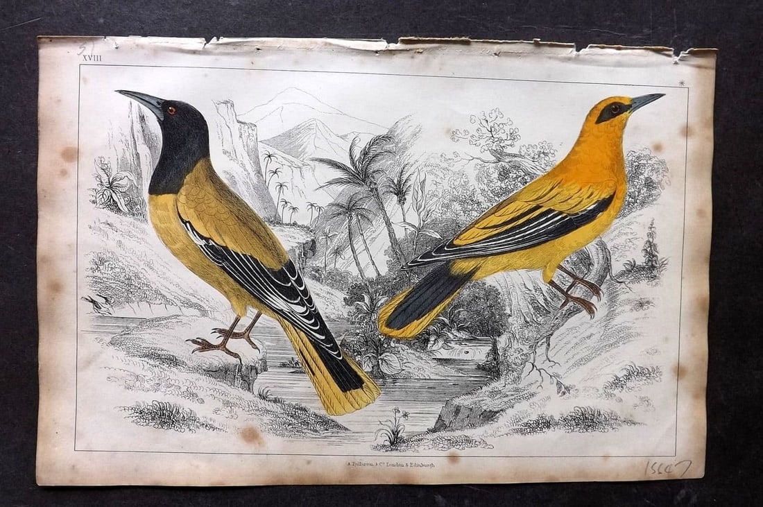 Goldsmith, Oliver 1851 Hand Col Bird Print. Black Headed & Black Cheeked Oriole 18 (1 of 1)
