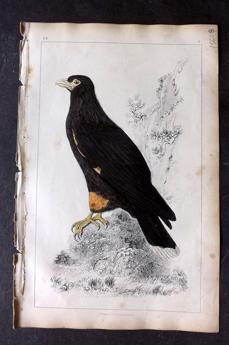 Goldsmith, Oliver 1851 Hand Col Bird Print. New Zealand Caracara 20: Antique Etching/Engraving Published 1851 by A. Fullarton & Co., London for "A History of the Earth and Animated Nature" by Oliver Goldsmith. Fine hand colour as issued. Paper Size: 10 x 6 inch (25 x 1