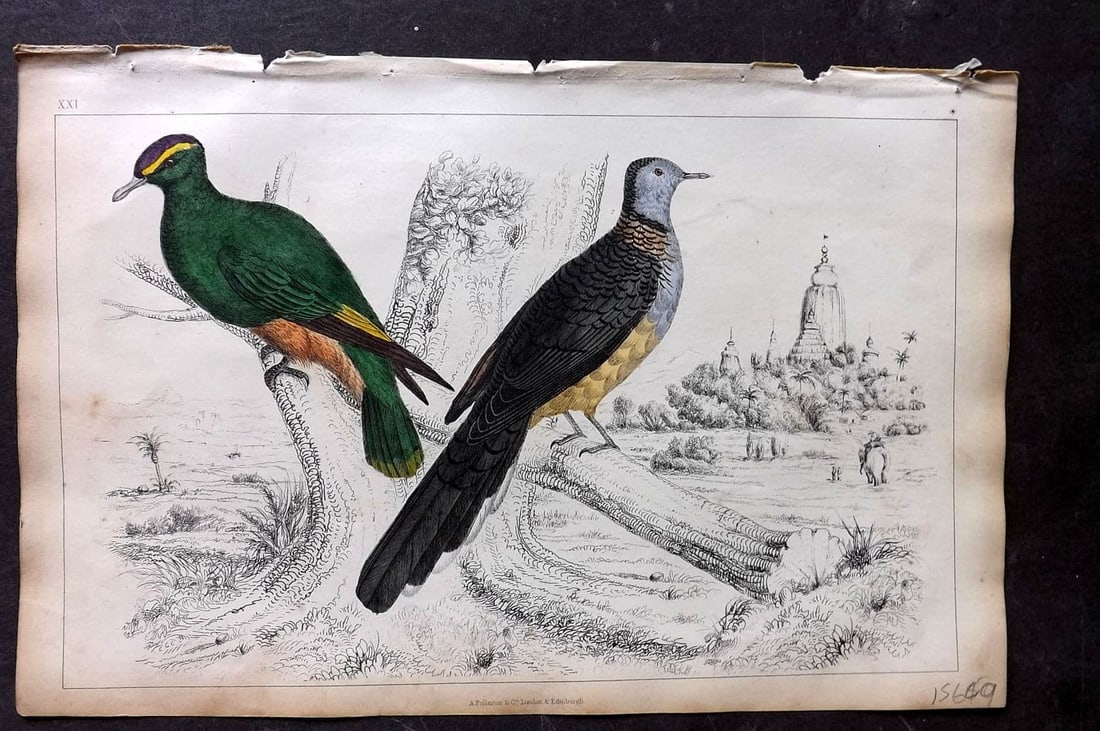Goldsmith, Oliver 1851 Hand Col Bird Print. Purple Crowned & Red Collared Pigeon 21 (1 of 1)