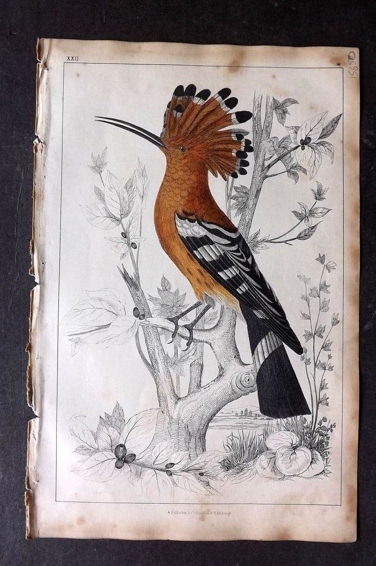 Goldsmith, Oliver 1851 Hand Col Bird Print. Hoopoe 22: Antique Etching/Engraving Published 1851 by A. Fullarton & Co., London for "A History of the Earth and Animated Nature" by Oliver Goldsmith. Fine hand colour as issued. Paper Size: 10 x 6 inch (25 x 1